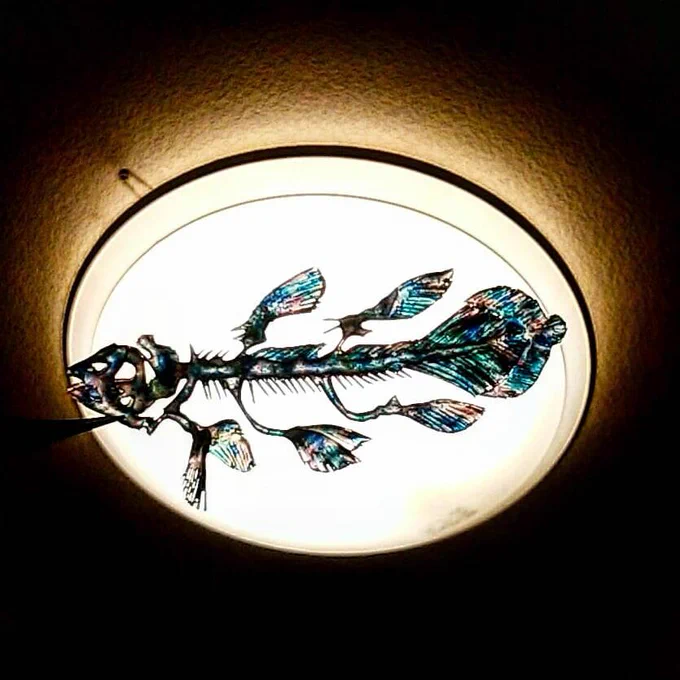 #世界海洋デー 