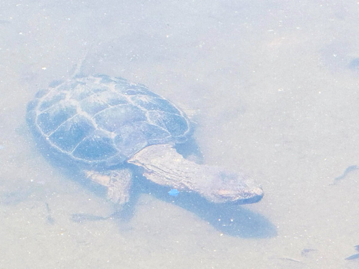 birdbud88's tweet photo. Foraging larger(juvenile)Snapping turtle😃#NaturePhotography #TwitterNatureCommunity #TwitterNaturePhotography #nature #wildlife #snappingturtles https://t.co/J5EtVTZuGW