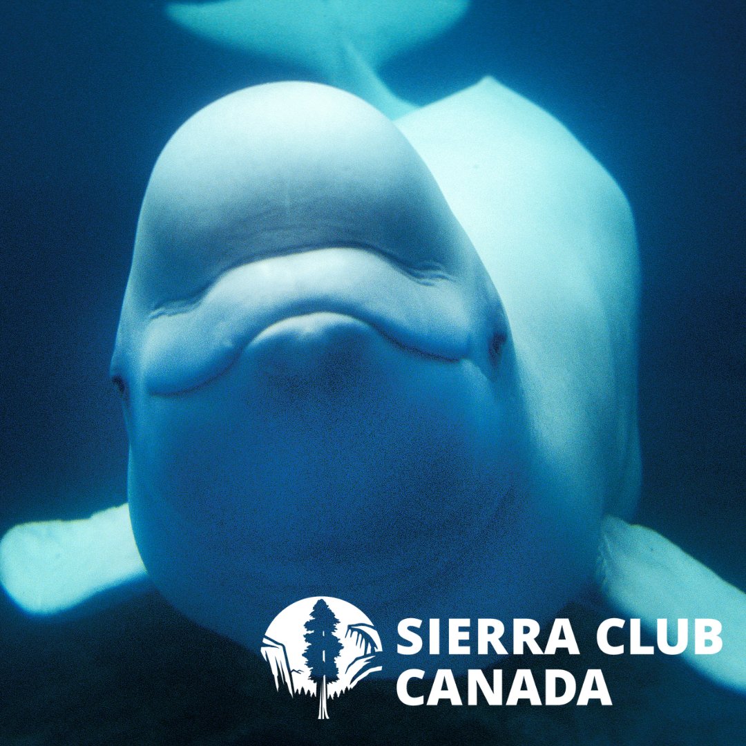 Happy #WorldOceansDay! Join us on June 12th with the <a href="/OrchestreAgora/">Orchestre de l'Agora</a> in #Montréal for a concert which will include a piece by composer Claudie Bertounesque that includes the songs of #Belugas recorded near #Tadoussac. Get tickets here: galadelaterre.com

#WorldOceansDay2024