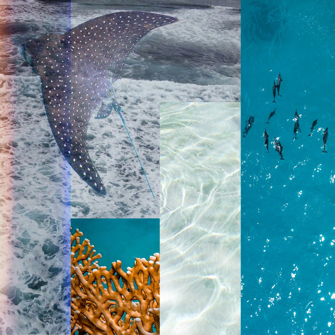 unfoundation's tweet photo. Our planet's biggest ecosystem is rapidly deteriorating. 

We can — and we must — turn the tide for our ocean.

Here are five things to know about the ocean and climate change: https://t.co/SmEHhcR4uL

#WorldOceansDay