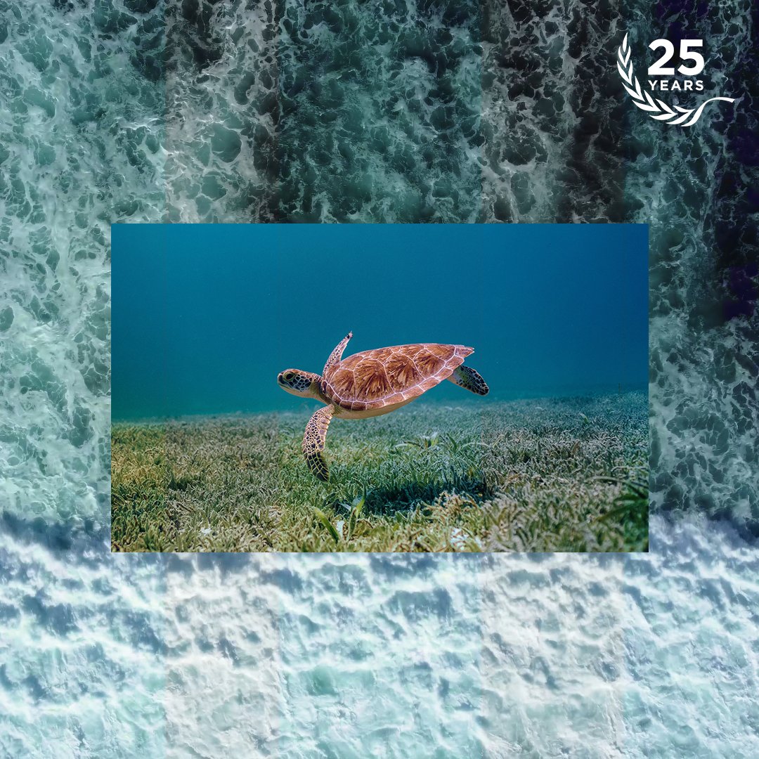 unfoundation's tweet photo. Our planet's biggest ecosystem is rapidly deteriorating. 

We can — and we must — turn the tide for our ocean.

Here are five things to know about the ocean and climate change: https://t.co/SmEHhcR4uL

#WorldOceansDay