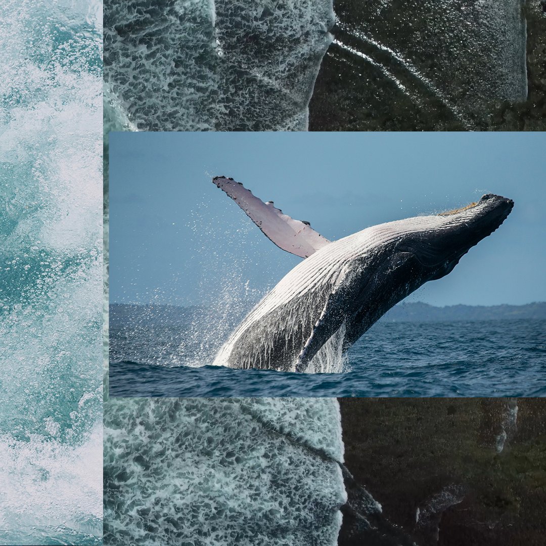 unfoundation's tweet photo. Our planet's biggest ecosystem is rapidly deteriorating. 

We can — and we must — turn the tide for our ocean.

Here are five things to know about the ocean and climate change: https://t.co/SmEHhcR4uL

#WorldOceansDay