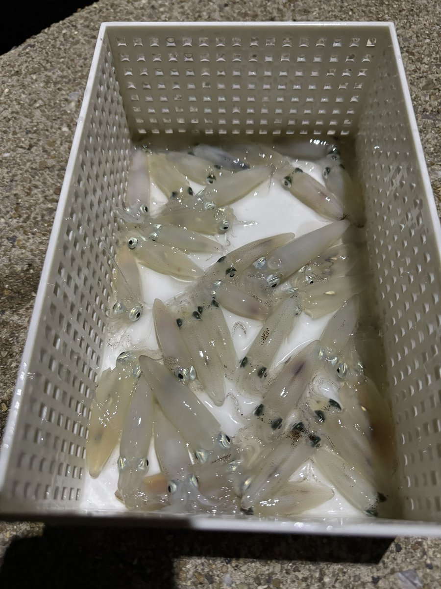 楽しめた🦑
撤収☺️