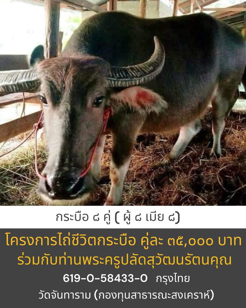 kadanboon1995's tweet photo. ขอเชิญร่วมไถ่ชีวิตกระบือใน "โครงการไถ่ชีวิตกระบือ (คู่) เพศผู้ เพศเมีย" ร่วมกับวัดจันทาราม(ท่าซุง) จังหวัดอุทัยธานี คู่ละ 35,000 บาทหรือสามารถร่วมบุญตามกำลังศรัทธา

ร่วมบุญได้ที่
🔸 ธนาคารกรุงไทย
🔸 เลขที่บัญชี  619-0-58433-0
🔸 ชื่อบัญชี  วัดจันทาราม (กองทุนสาธารณะสงเคราห์)

🔴 เมื่อโอนร่วมบุญแล้วกรุณากรอกแบบฟอร์ม https://t.co/SppOasa30F 

🟨 กำหนดการ
วันอังคารที่ 9 กรกฎาคม 2567 เวลา 08.00 น. ณ ด้านหน้าวิหารแก้ว 100 เมตร วัดจันทาราม(ท่าซุง) จ.อุทัยธานี