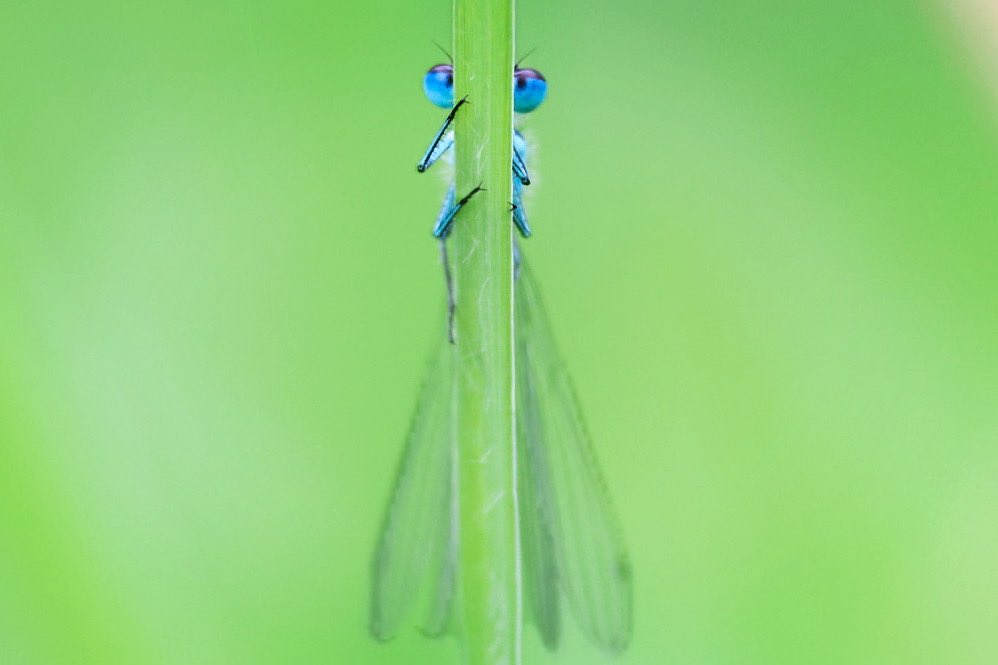 Something a little different this morning as the wildlife seemed to be hiding.

A shot I’ve wanted to get for a while, a Blue Damselfly watching from behind a blade of grass.
