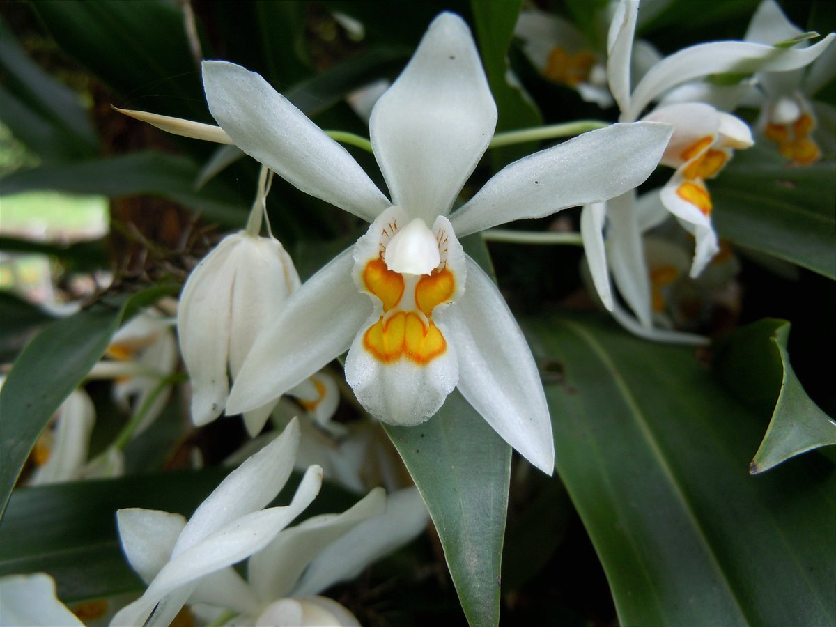 aconitumferox's tweet photo. चाँदी गाभा, Shining Coelogyne (Coelogyne nitida)   
Family: Orchidaceae (Orchid family)
Native https://t.co/CDRj8xc7SN