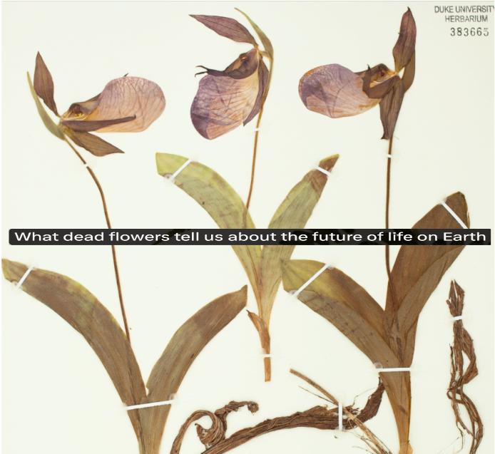 What dead flowers tell us about the future of life on Earth wapo.st/4cd0BXy