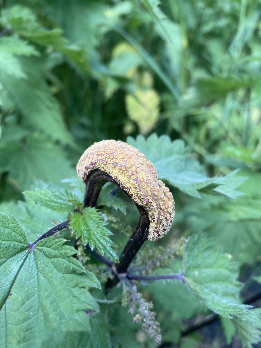 Dingle_Park's tweet photo. Some sort of rust fungus https://t.co/944yYfATel