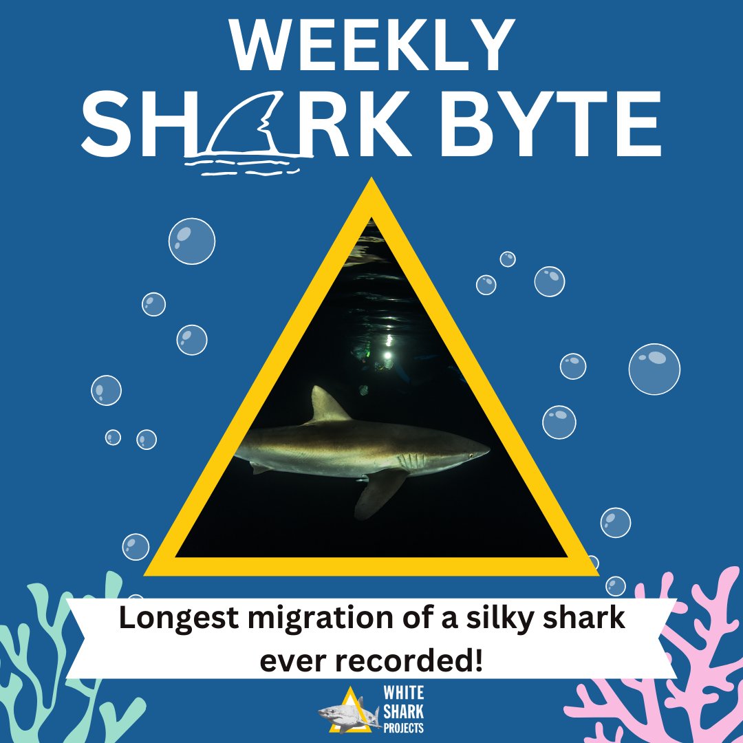 White Shark Projects tweet media