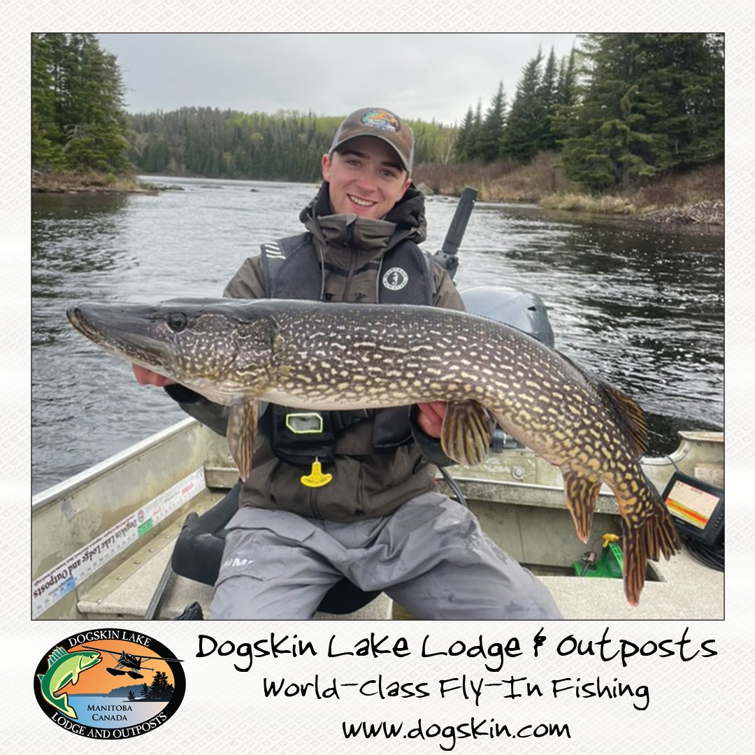 FishDogskin's tweet image. Guide Ayden with a couple of Manitoba Monster Pike.  

#manitoba #manitobamonster #masterangler #dogskinlakelodge #travelmanitoba #catchandrelease #walleye #northern #pike #lund #lundboats #yamahaoutboardmotors #huntfishmb #aguideslife #guidelife