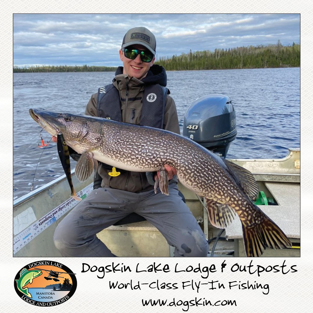 FishDogskin's tweet image. Guide Ayden with a couple of Manitoba Monster Pike.  

#manitoba #manitobamonster #masterangler #dogskinlakelodge #travelmanitoba #catchandrelease #walleye #northern #pike #lund #lundboats #yamahaoutboardmotors #huntfishmb #aguideslife #guidelife