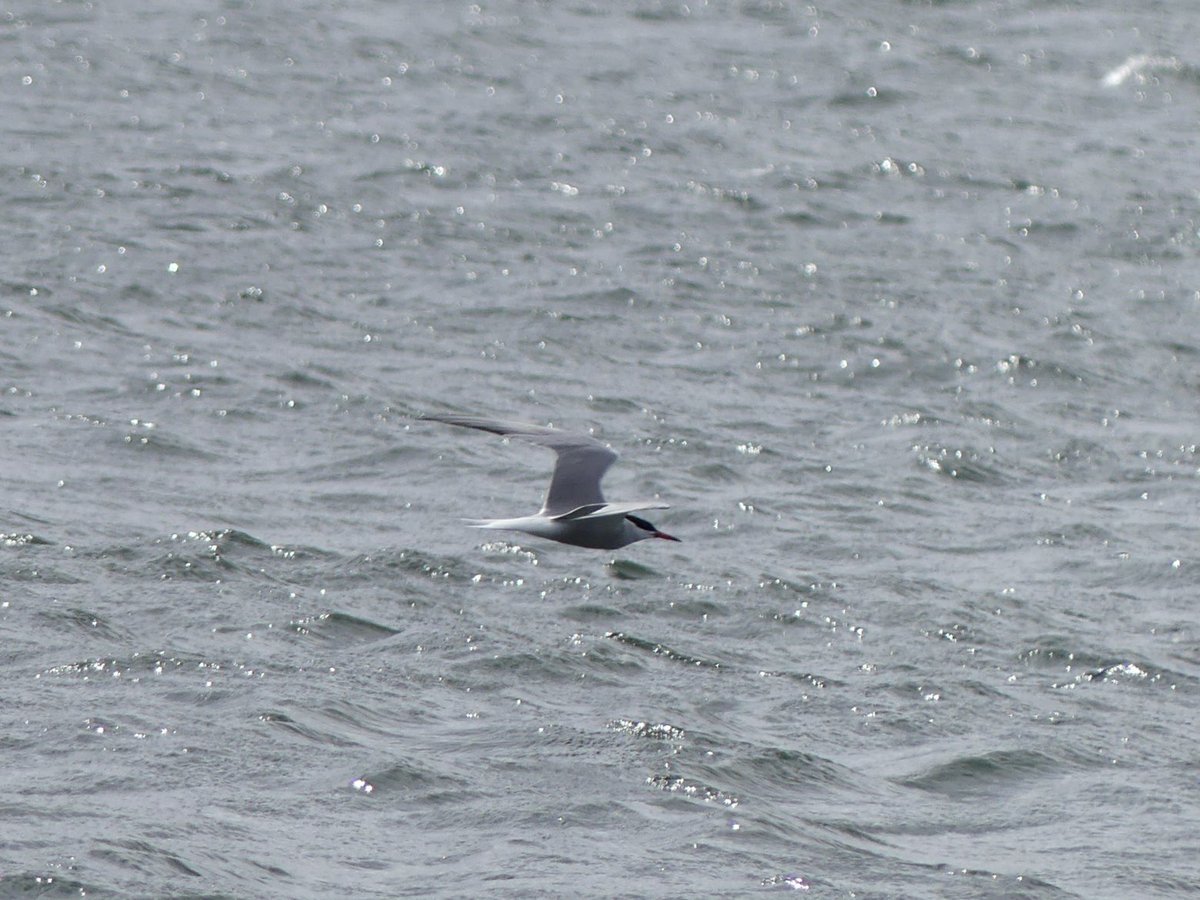 JoshsWildlife's tweet photo. Today I added common tern to my year list. Year tick 172 ✅ 

The exciting thing about this is it takes my year list above 171 species which was the most I’ve ever got in a year (in 2023) I’m really happy considering it’s only June. 

#BirdsSeenIn2024 #BirdList #BirdsOfTwitter https://t.co/GnArw6tf65