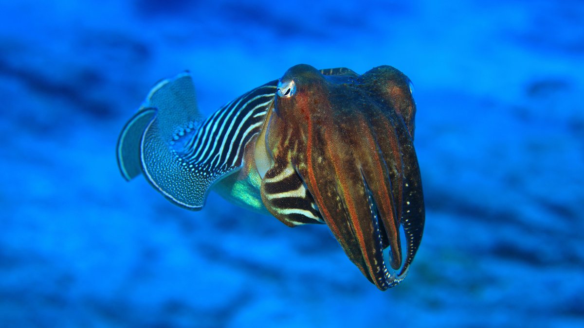 efipm's tweet photo. #Cuttlefish tentacles and #origami inspired a new #robotic claw
https://t.co/iUXpo7YWaZ
#Robotics #BioinspiredDesign #TechTrends #Engineering #tech https://t.co/bGTgwVzfty