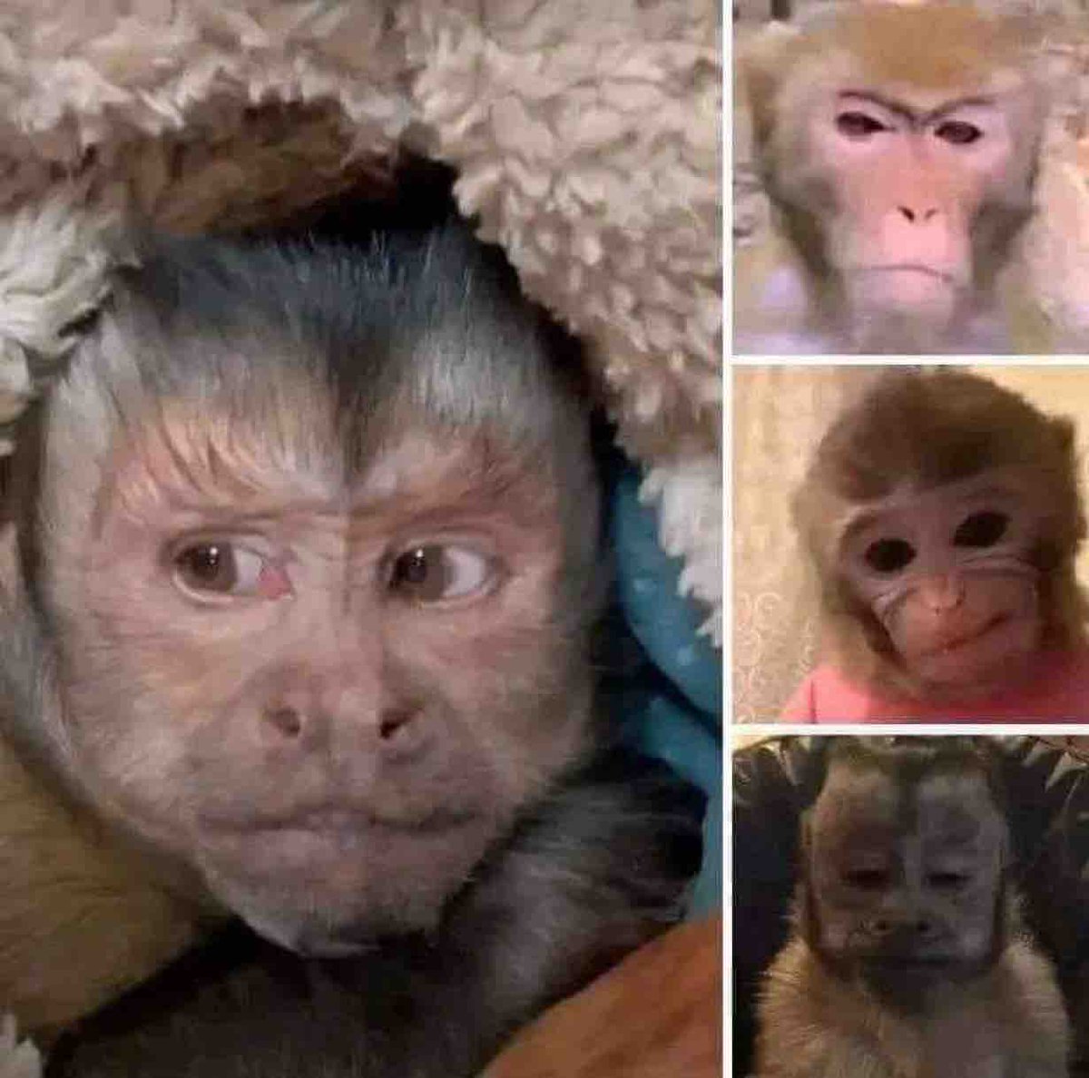 Baticholo tweet media