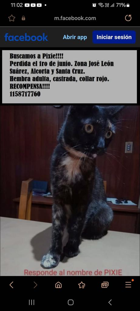 Gatita perdida se busca. Difundan x favor
<a href="/amoperrosygatos/">Amo a perros y gatos</a> 
<a href="/Gaby_Gege/">🐕GABYGEGE🐈⚪🔴⚪🇦🇷🧉🏆🏆🏆</a> 
<a href="/Bichuok1/">Bichu ok🐶🐱🌷🍀☀️(ex Sandri ok)</a> 
<a href="/grace_luca/">grace De Luca</a> 
<a href="/Debbuc2/">Debbuc</a> 
<a href="/Debiiacosta/">Debii♥</a> 
<a href="/pablo_dioni/">Pablo Alanís</a> 
<a href="/polaco_adrian/">Adrián Kolszyc</a> 
<a href="/existenciala/">Victoria</a> 
<a href="/Gaby_Gege/">🐕GABYGEGE🐈⚪🔴⚪🇦🇷🧉🏆🏆🏆</a> 
<a href="/Lau14251/">Lau1425 🇦🇷🌵🌴☀️🌷💜🌺🌸🐾🐶😺🌻💗</a> 
<a href="/victormanuelje1/">• Victor •</a> 
<a href="/patripveron/">pato veron</a> 
<a href="/gypdeflores/">Gatos y Perros de Flores</a> 
<a href="/MarianoOses/">Mariano Osés Martelli</a>