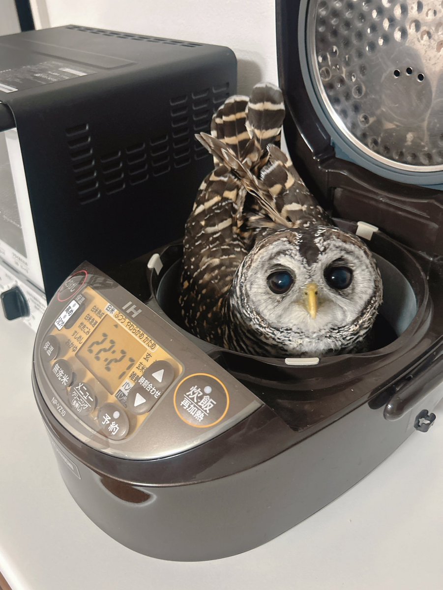 かなた🦉 tweet media