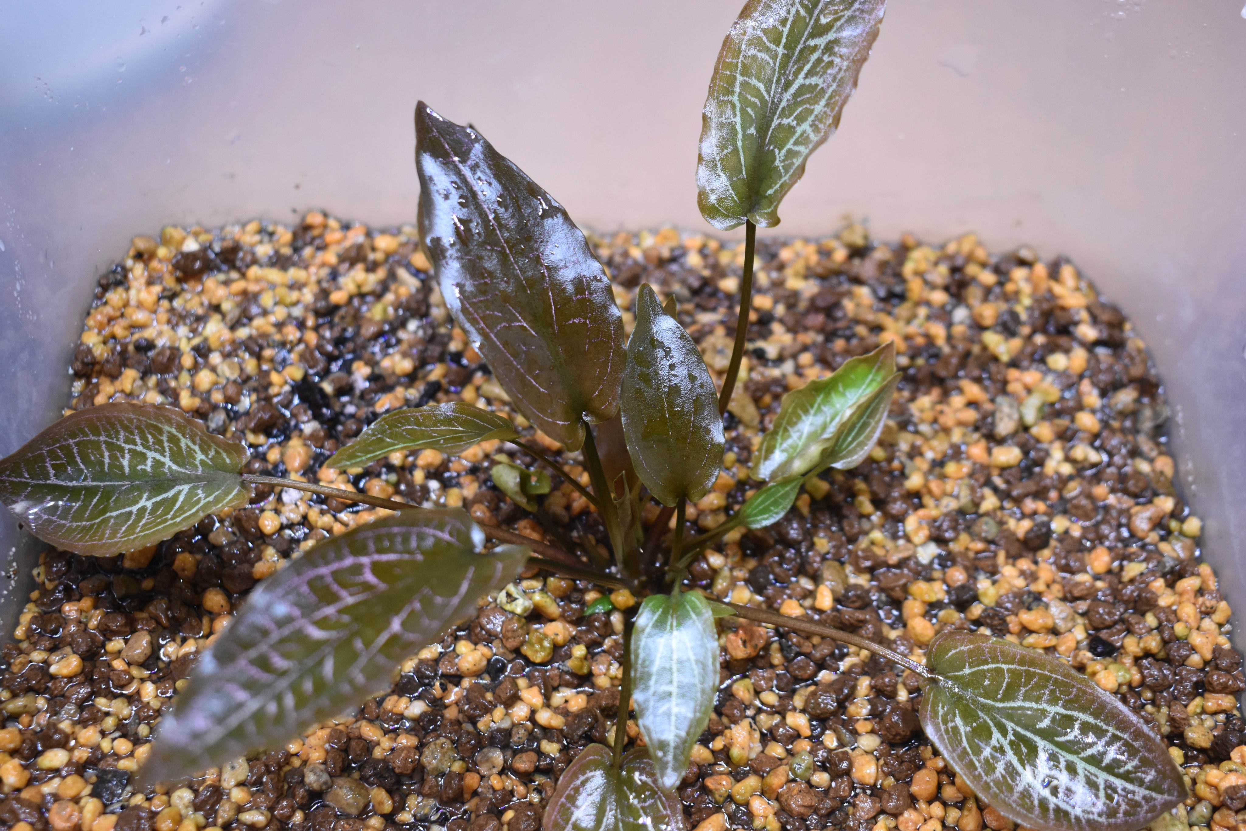 LA1223-01z】Cryptocoryne sp. Min-2