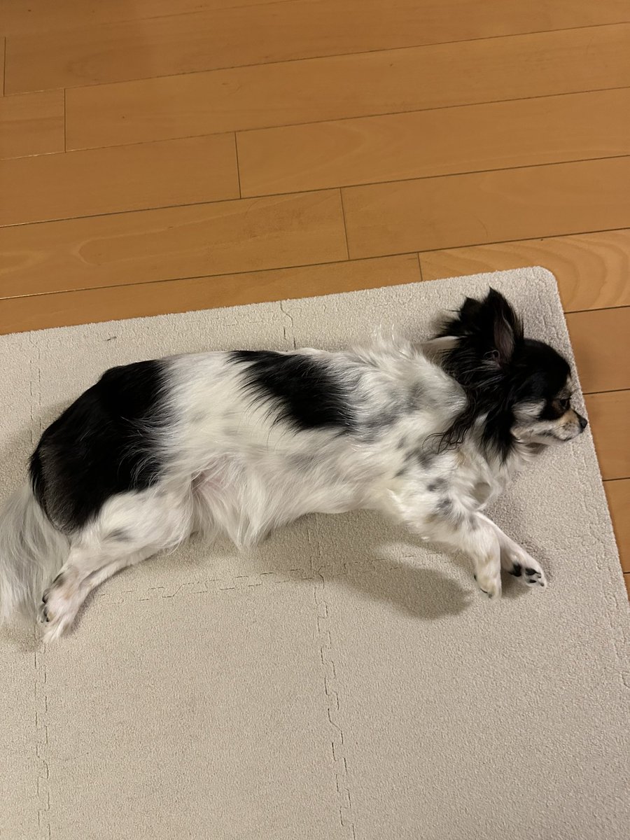narlyn01's tweet photo. ウチのPUMA？は満5才
happy birthday happy！ https://t.co/b5sjbvsYB5