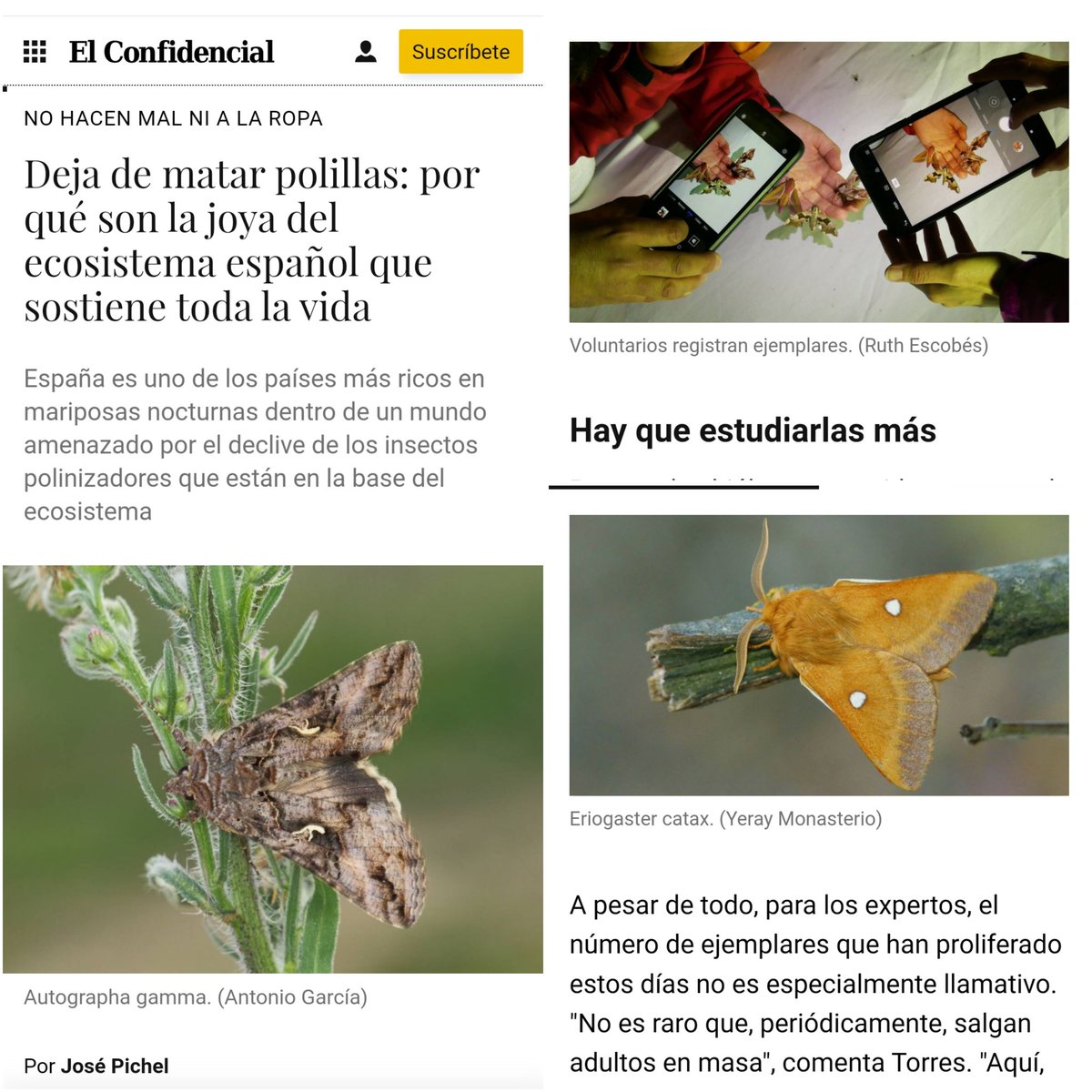 asocZERYNTHIA's tweet photo. 👏👏Gracias a @elconfidencial @josePichel: entre tanta desinformación en los últimos días sobre la supuesta amenaza de "invasion de polillas", compartimos una crónica q aborda el tema d una manera rigurosa poniendo en valor su importancia en el ecosistema
https://t.co/oFodc5ifRk https://t.co/qlkkBoY8gK