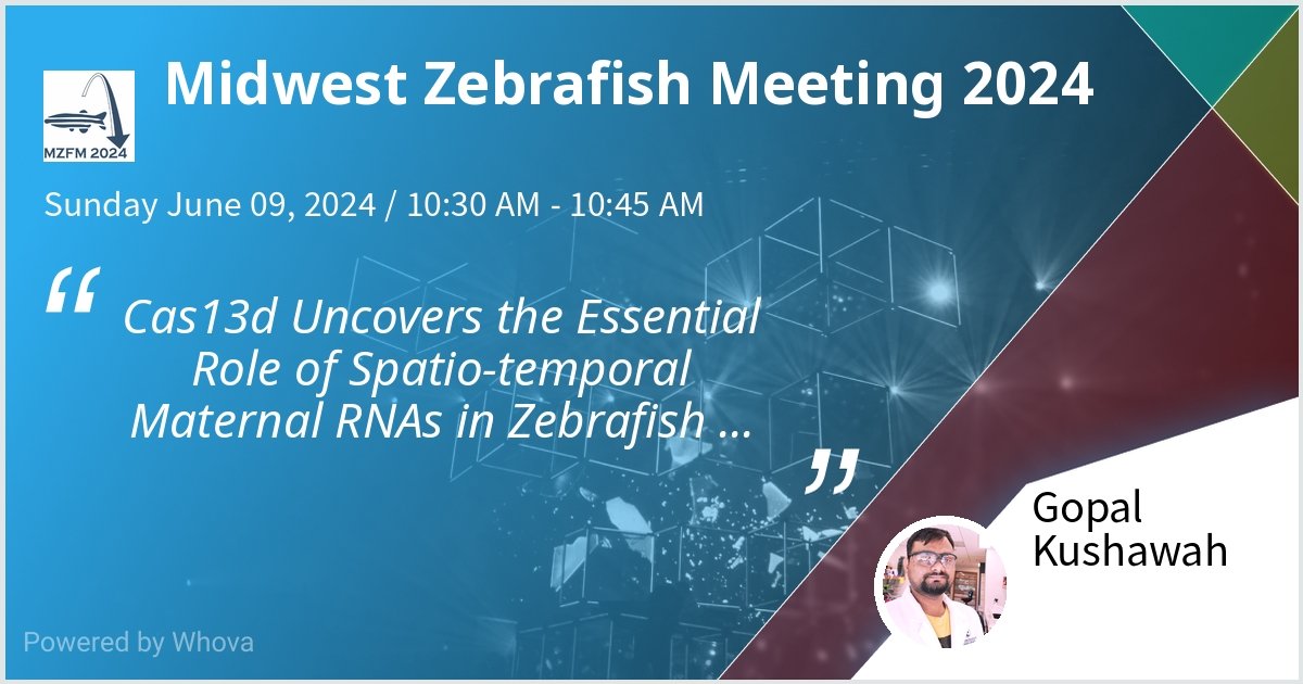 I will be talking about my postdoctoral work at #Midwestzebrafish24, Washington University, St Louis. "How maternal RNA shapes the embryo development."  Many thanks to <a href="/BazziniLab/">BazziniLab</a> <a href="/ScienceStowers/">Stowers Institute</a> for this opportunity.
