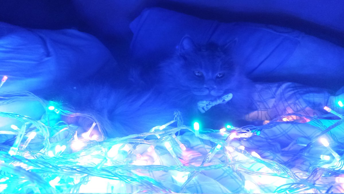 Fluffington23's tweet photo. https://t.co/KiS0ASWbVx