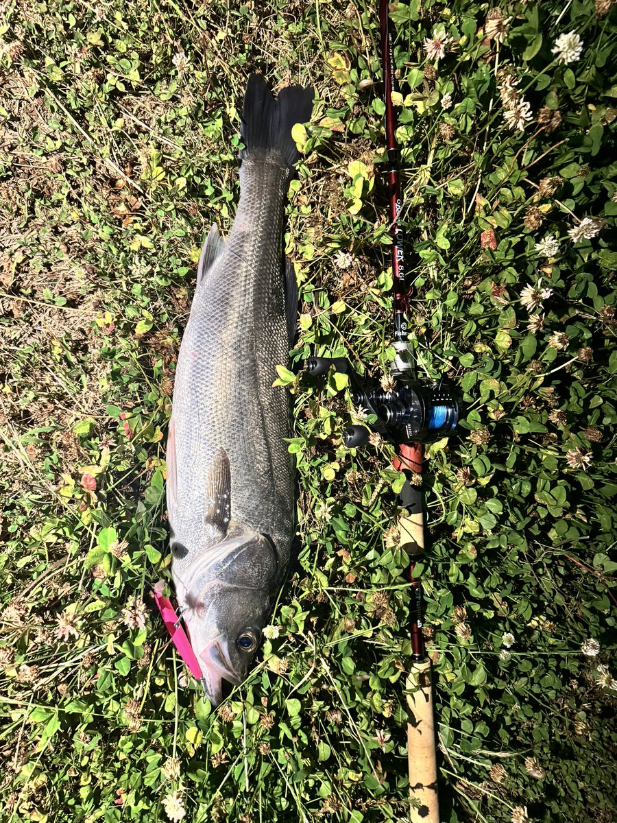 yosseabass's tweet photo. 巷ではinte77が話題の中
新たに買ったLOWER8.6の入魂❗️🔥
#Fishman
#LOWER86
#BlueBlue
#ブローウィン https://t.co/aS5XYqLCFp