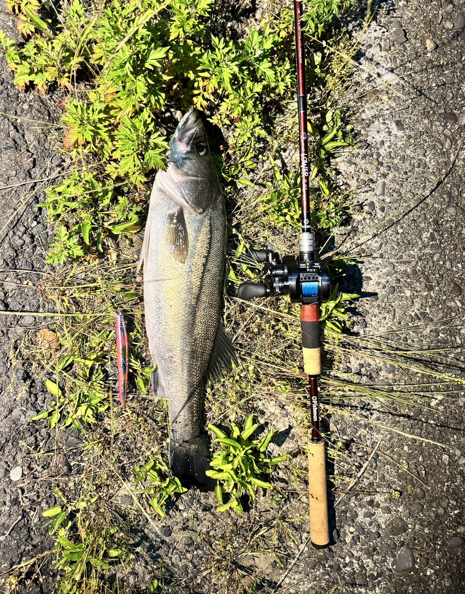 yosseabass's tweet photo. 巷ではinte77が話題の中
新たに買ったLOWER8.6の入魂❗️🔥
#Fishman
#LOWER86
#BlueBlue
#ブローウィン https://t.co/aS5XYqLCFp