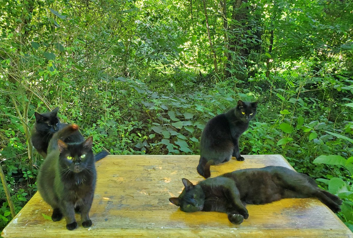 Furbabyhelp's tweet photo. Black Cats Are The Best 
Happy #Caturday https://t.co/8P3SkTVzlx