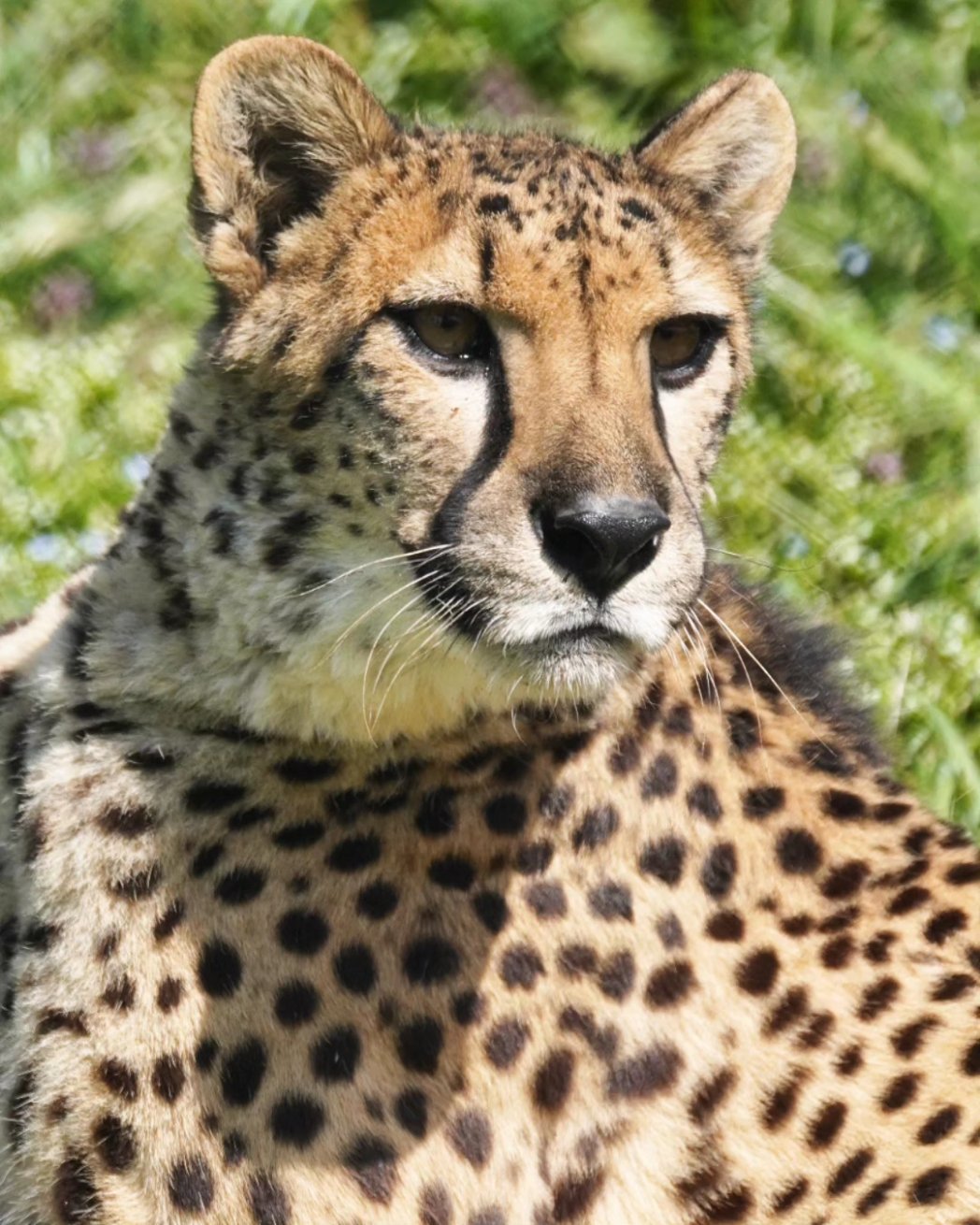 ⛩️🐾化け猫🐾🧶 on X: 