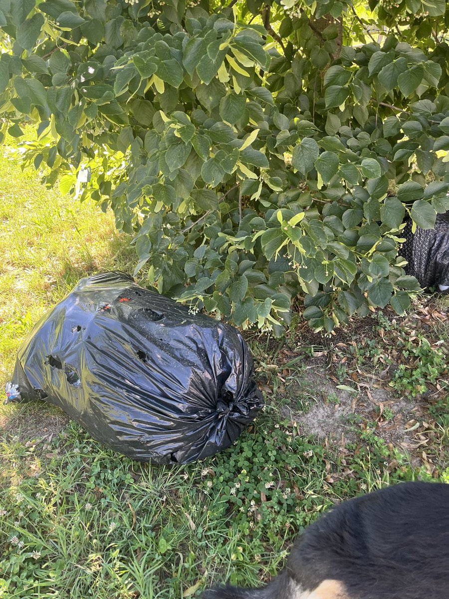 diannelchambers's tweet photo. @311DCgov  2 very large trash bags have been dumped under a tree in the 3100 block of Park Place NW, in Wangari Gardens. Can this be removed? Pics attached. Thank you! https://t.co/Rm0bg2k0me