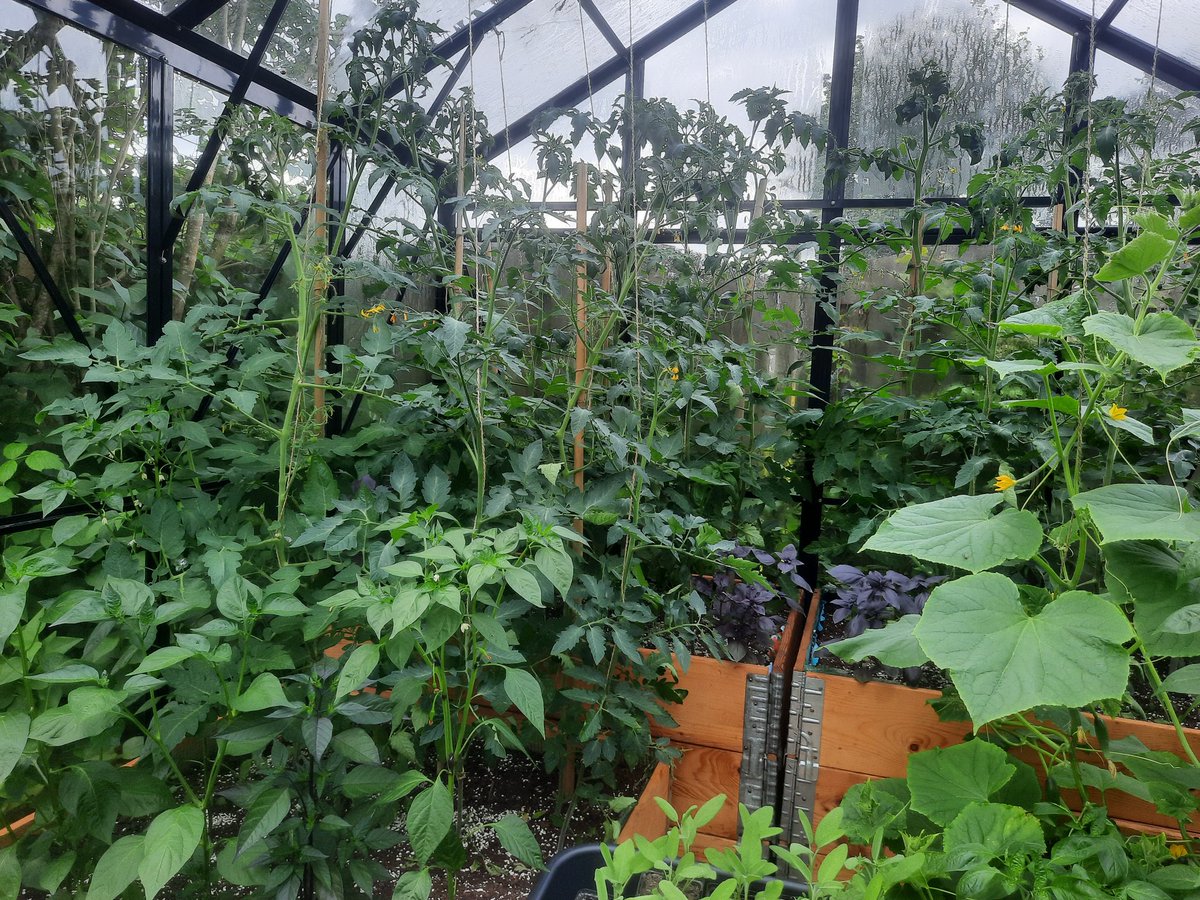 LadyUiterweerd's tweet photo. Na heerlijke pesto gemaakt van de bassilicum uit de kas hebben we nu ook de eerste komkommers 😋❤️ 
Het seizoen is nog maar het begonnen en er kan nog van alles gebeuren, maar de kas groeit en produceert nu al boven al mijn verwachtingen. 😁😁 https://t.co/ChG8ZHsNaR