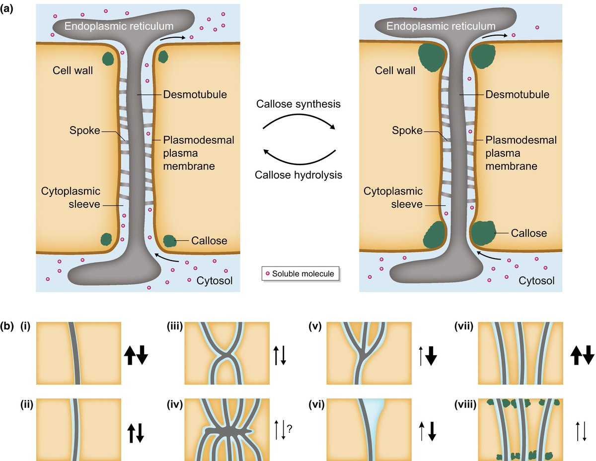 #TansleyReview: Plasmodesmata and intercellular molecular traffic control

Estee E. Tee and @pd_christine

📖 ow.ly/Apgu50S8BLT

#LatestIssue @wileyplantsci <a href="/JohnInnesCentre/">John Innes Centre</a>