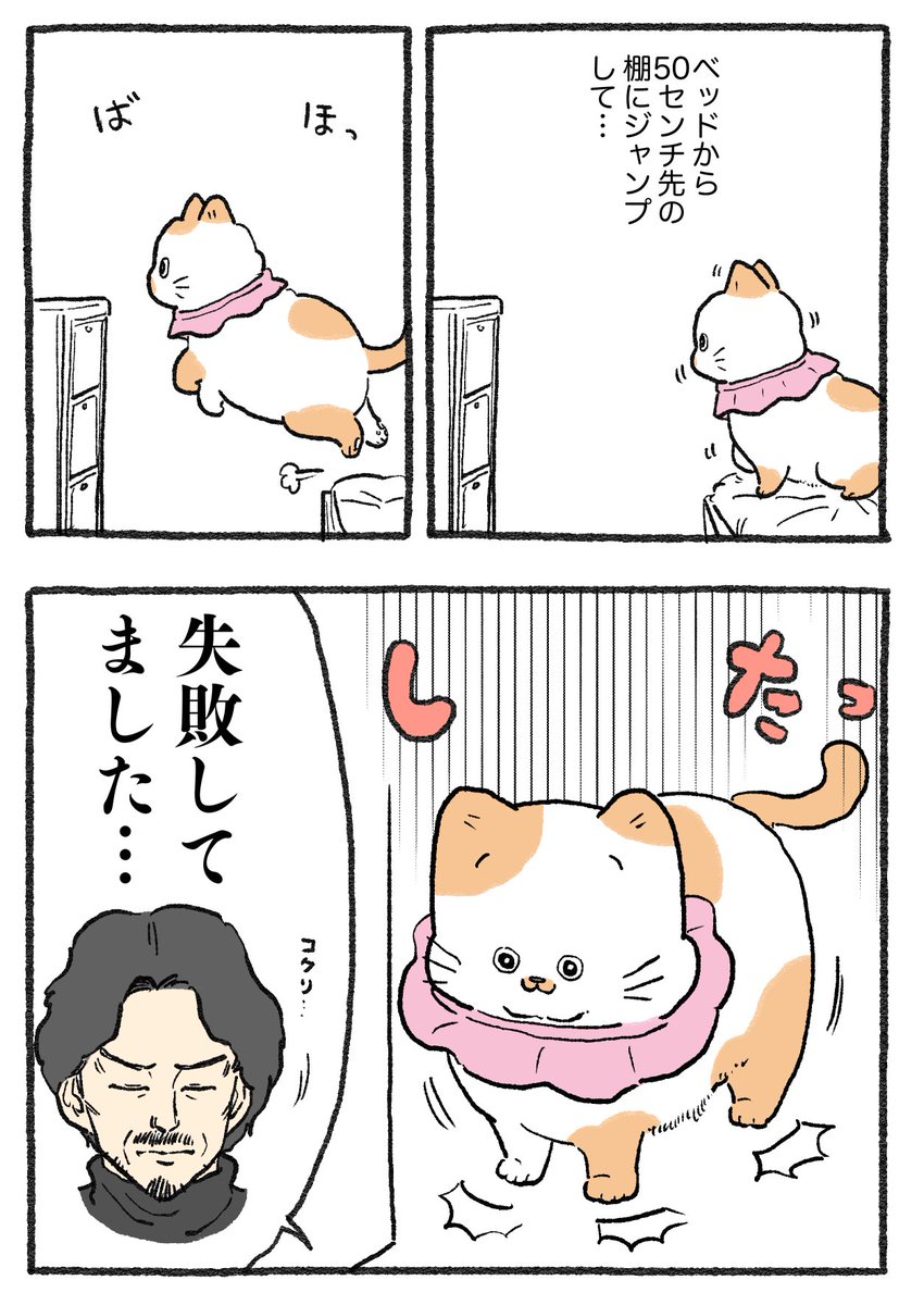 ねこに転生したおじさん。その478