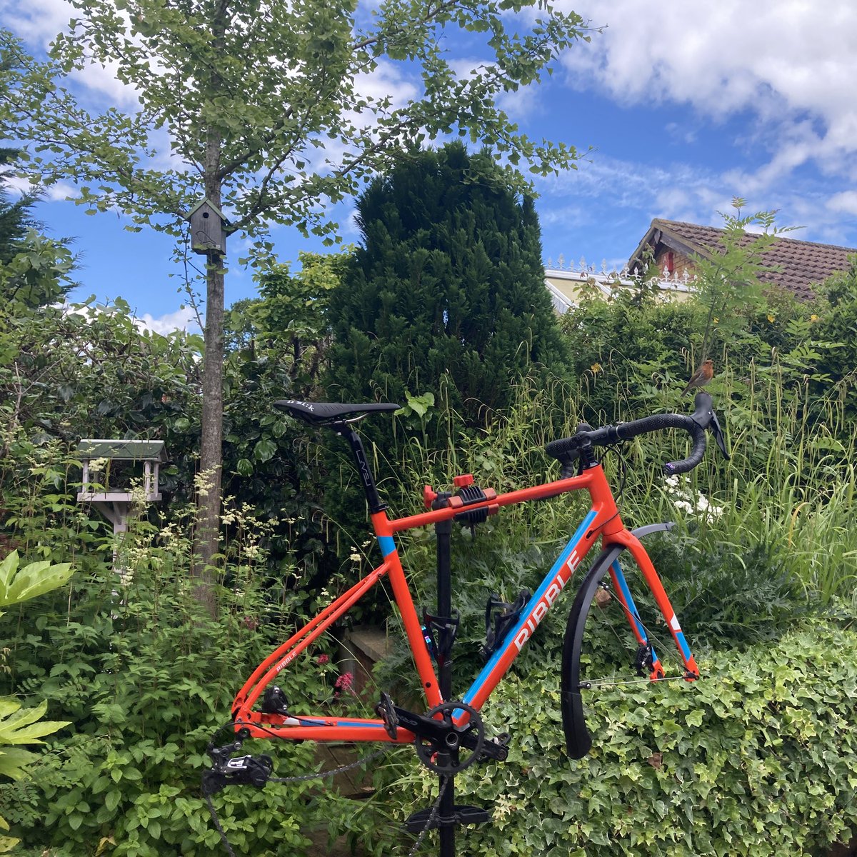 PaulOBrienArch's tweet photo. Washing my bike and joined by this lovely little Robin. Good taste in bikes! #myribble https://t.co/hAgIA8Vykp
