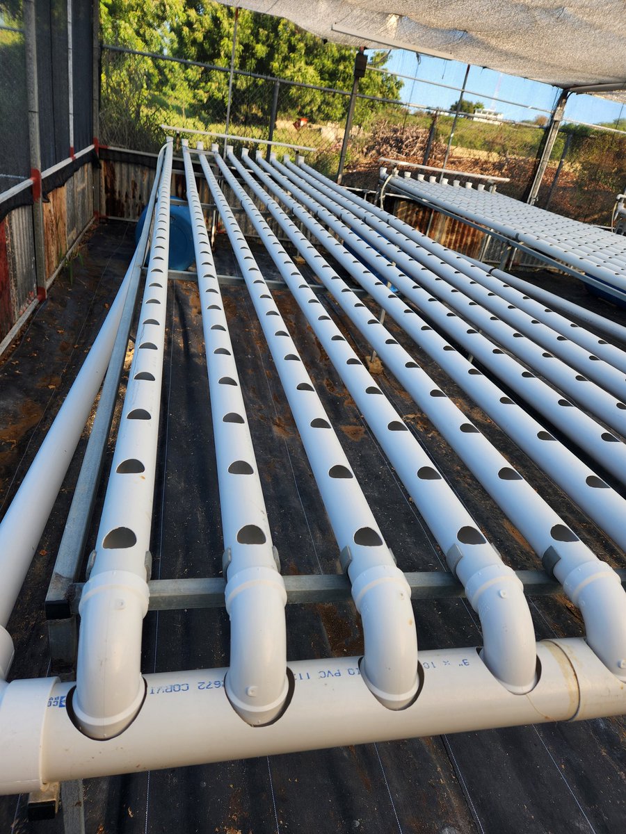 FlorDeAjoPR's tweet photo. Buen día  mi gente  todavía quedan mesas de hidroponicos  disponibles    $600.00 cada una .
Más barato que fabricarlas  medida 5 x 20 
Mesa con sus tubos  de 400 boquetes para 400 masos de cilantrillo.  Incluye dron y bomba.
Como en la foto  , carretera hacia combate, Cabo Rojo https://t.co/Qx1vD8EzAv