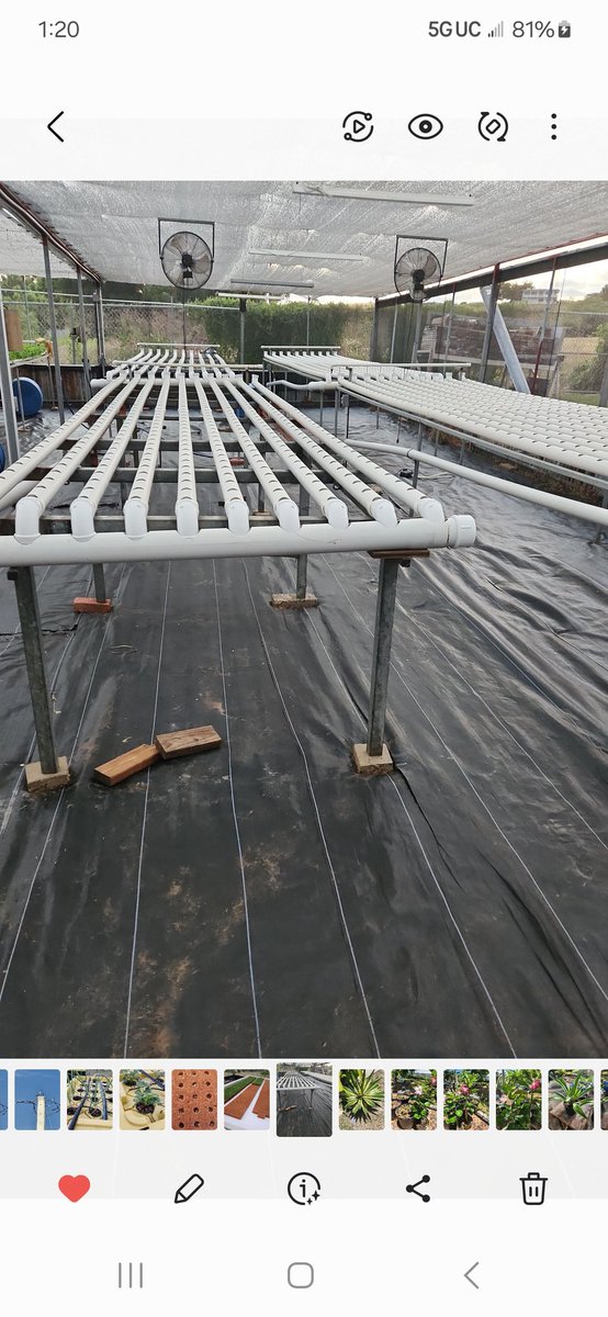FlorDeAjoPR's tweet photo. Buen día  mi gente  todavía quedan mesas de hidroponicos  disponibles    $600.00 cada una .
Más barato que fabricarlas  medida 5 x 20 
Mesa con sus tubos  de 400 boquetes para 400 masos de cilantrillo.  Incluye dron y bomba.
Como en la foto  , carretera hacia combate, Cabo Rojo https://t.co/Qx1vD8EzAv