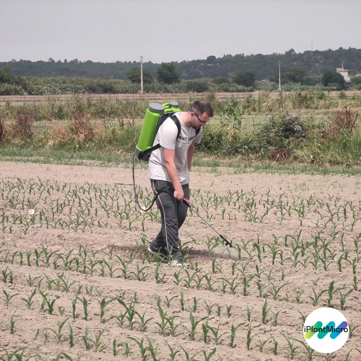 iPlantMicro's tweet photo. Another year bringing our most promising candidates 🦠 to test them maize fields 🌽, thanks to #ANPROMIS and #InovMilho support. The drought experiment will give us a great knowledge about their applicability as biotreatments! @itqbnova @greenit_bio4sus https://t.co/gkcURVTSLV