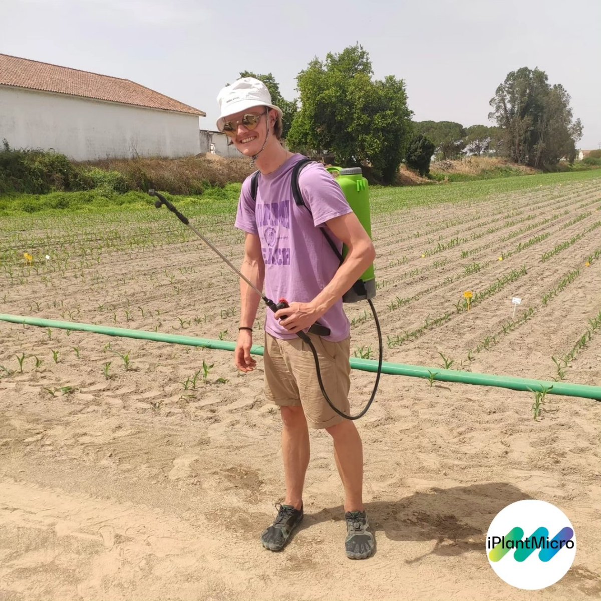 iPlantMicro's tweet photo. Another year bringing our most promising candidates 🦠 to test them maize fields 🌽, thanks to #ANPROMIS and #InovMilho support. The drought experiment will give us a great knowledge about their applicability as biotreatments! @itqbnova @greenit_bio4sus https://t.co/gkcURVTSLV