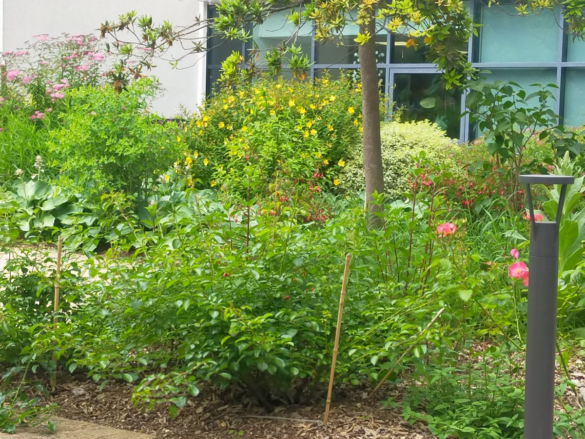 Photo de l'instant 
Toujours agréable ce jardin de l'ephad <a href="/FondationBellan/">FondationBellan</a>