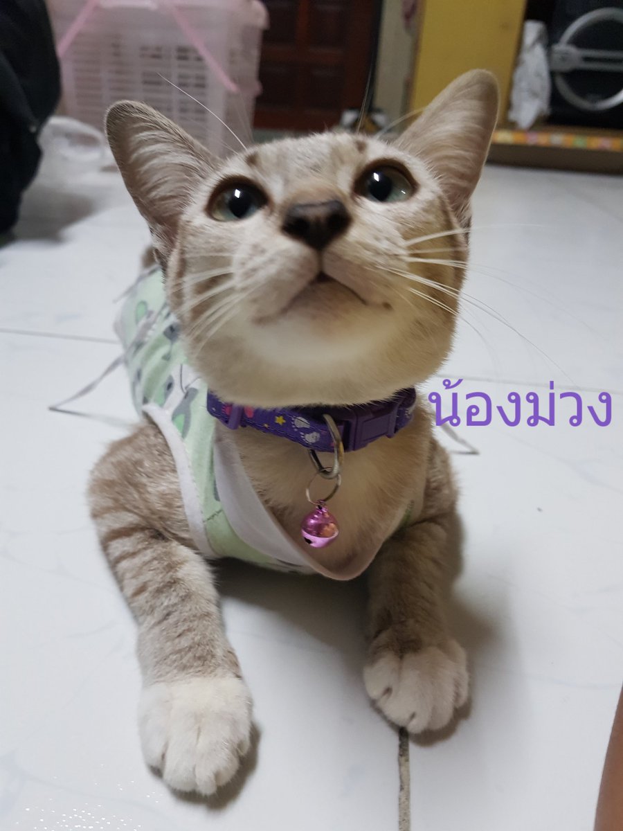 MissMonsX's tweet photo. ขออนุญาต #แมวหาบ้าน ค่ะ เนื่องจากตัวแม่ของเด็กๆไม่เอาลูกแล้ถ้าเจอจะไล่ตบตลอด น้องเลยอยู่แบบหลบๆไม่ให้แม่เจอ สงสารน้องๆค่ะ อายุประมาณ6-7เดือนค่ะ
💜น้องจิ๋ว ผญ ทำหมันแล้ว
💟น้องชมพู ผช
💙น้องฟ้า ผช
ตัวผู้กำลังจะทำหมันค่ะ รบกวนเอ็นดูเด็กๆด้วยนะคะ อยากให้น้องได้บ้านระบบปิดค่ะ https://t.co/QdHmXVq6sk