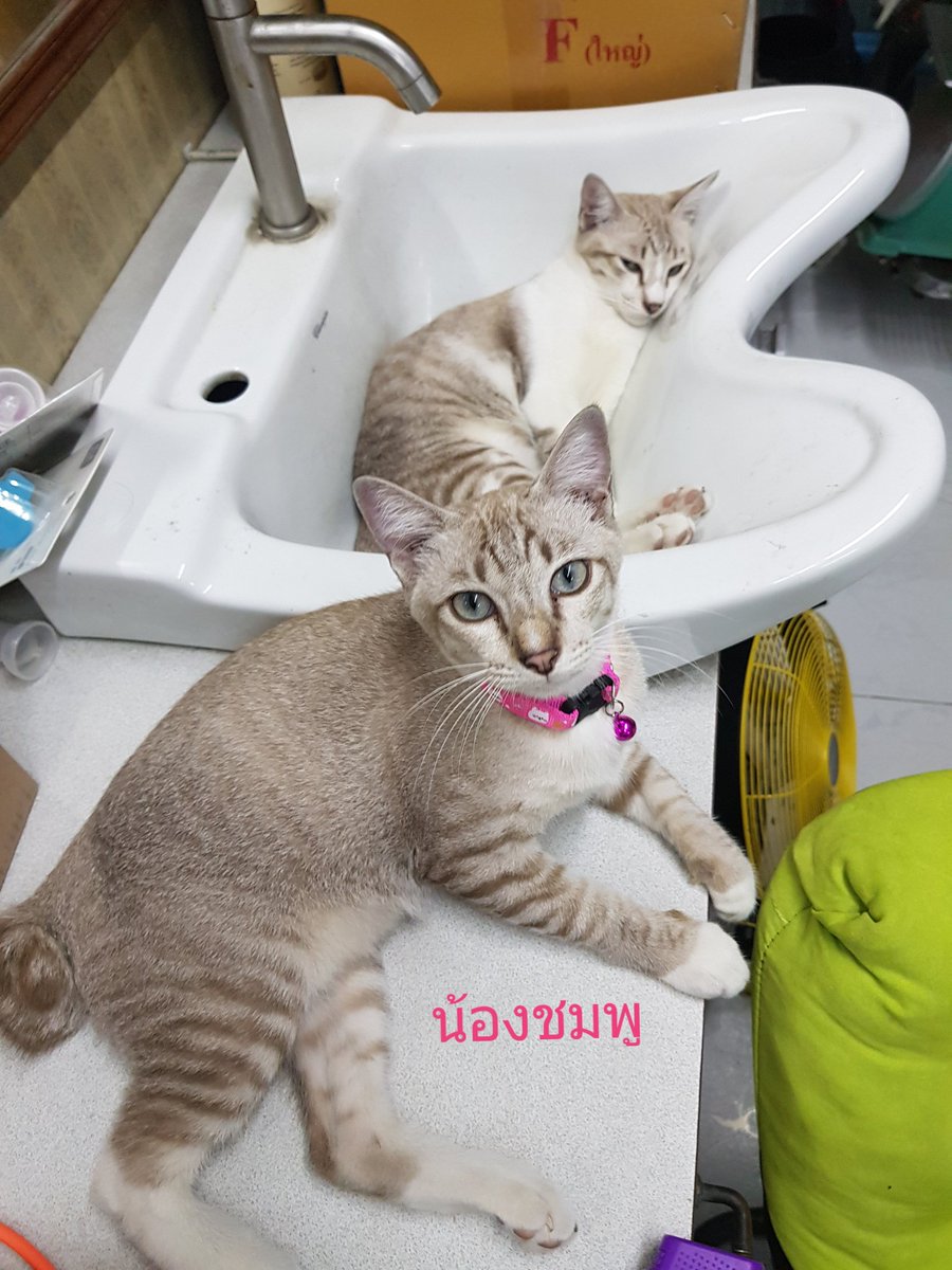MissMonsX's tweet photo. ขออนุญาต #แมวหาบ้าน ค่ะ เนื่องจากตัวแม่ของเด็กๆไม่เอาลูกแล้ถ้าเจอจะไล่ตบตลอด น้องเลยอยู่แบบหลบๆไม่ให้แม่เจอ สงสารน้องๆค่ะ อายุประมาณ6-7เดือนค่ะ
💜น้องจิ๋ว ผญ ทำหมันแล้ว
💟น้องชมพู ผช
💙น้องฟ้า ผช
ตัวผู้กำลังจะทำหมันค่ะ รบกวนเอ็นดูเด็กๆด้วยนะคะ อยากให้น้องได้บ้านระบบปิดค่ะ https://t.co/QdHmXVq6sk