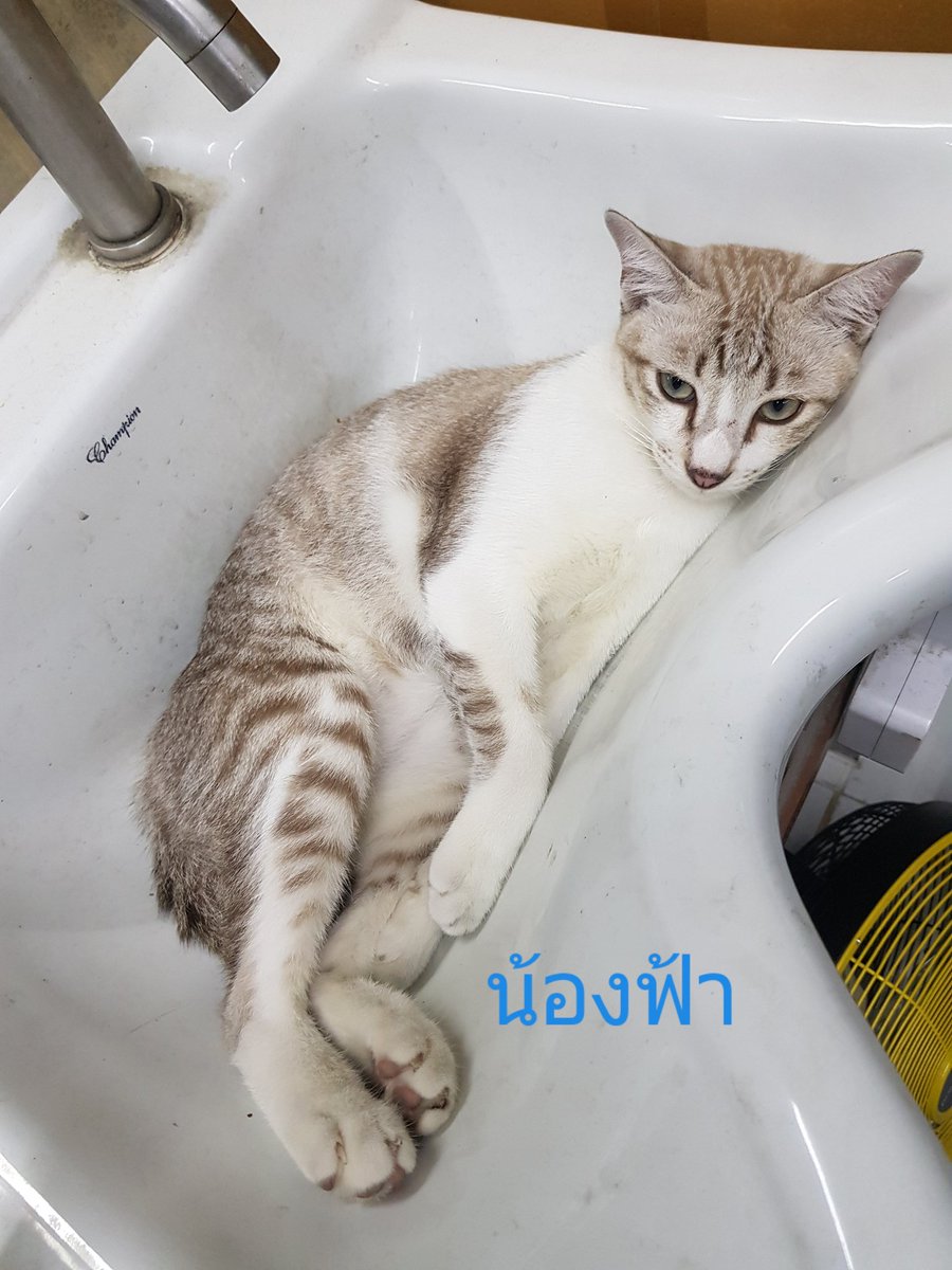 MissMonsX's tweet photo. ขออนุญาต #แมวหาบ้าน ค่ะ เนื่องจากตัวแม่ของเด็กๆไม่เอาลูกแล้ถ้าเจอจะไล่ตบตลอด น้องเลยอยู่แบบหลบๆไม่ให้แม่เจอ สงสารน้องๆค่ะ อายุประมาณ6-7เดือนค่ะ
💜น้องจิ๋ว ผญ ทำหมันแล้ว
💟น้องชมพู ผช
💙น้องฟ้า ผช
ตัวผู้กำลังจะทำหมันค่ะ รบกวนเอ็นดูเด็กๆด้วยนะคะ อยากให้น้องได้บ้านระบบปิดค่ะ https://t.co/QdHmXVq6sk