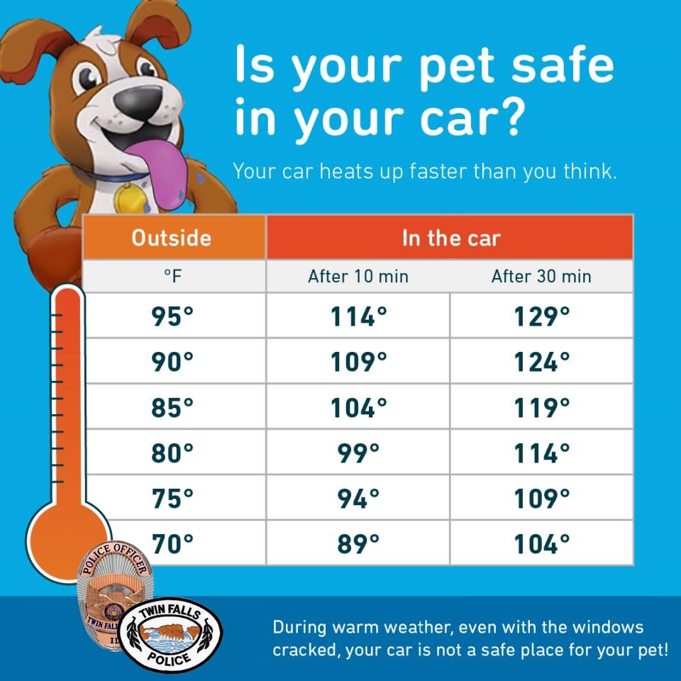 TwinFallsPD's tweet photo. 🚨 Hot Car Warning 🚨
NEVER leave your dog in a hot car! 🌞🐶 Even with windows cracked, temps can soar quickly, risking heatstroke or worse.
✅ Leave them at home ✅ Find pet-friendly spots  Keep your furry friends safe! ❤️ #PetSafety #HeatAwareness #KeepPetsCool #TFPD https://t.co/Yp7vIwoQTf