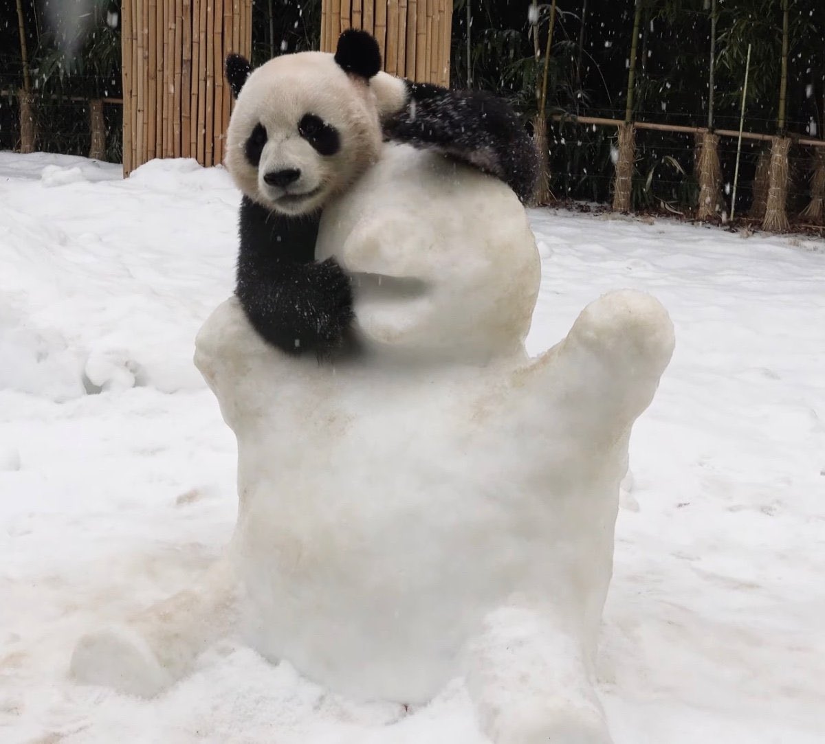 아부지
눈사람바오랑 사진 찍어주낑!