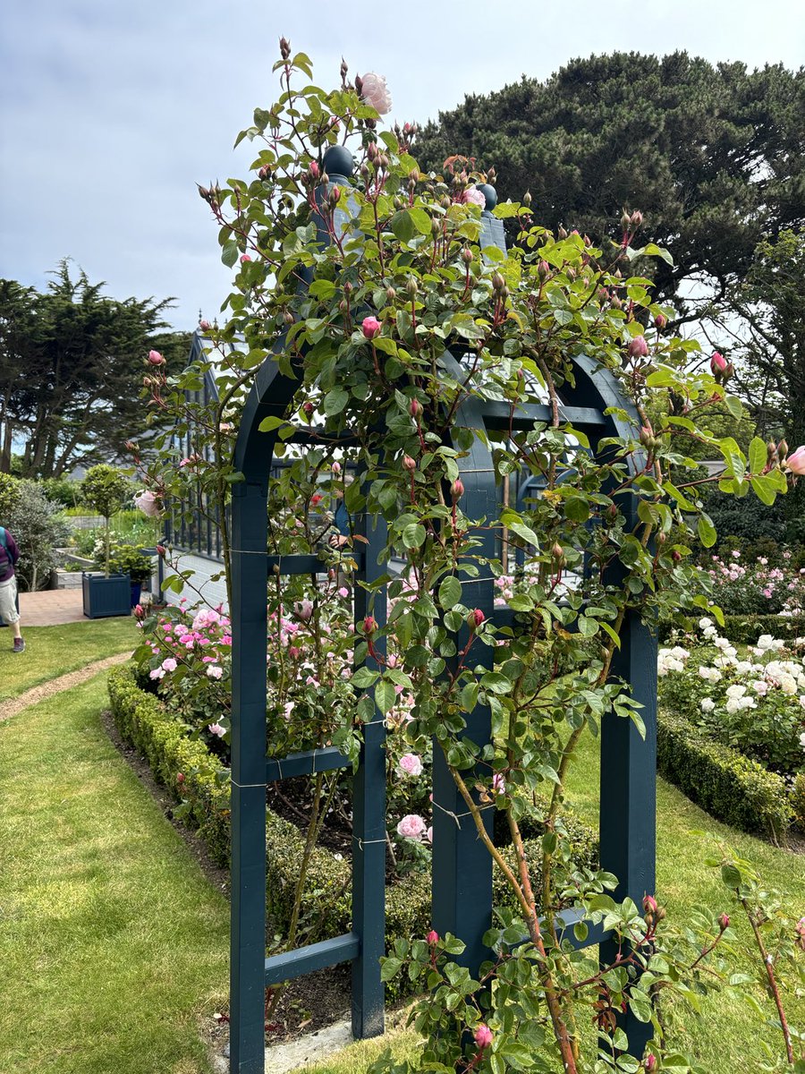 La Tour, Sark.  The first ⁦<a href="/NGSOpenGardens/">National Garden Scheme</a>⁩ garden in the Bailiwick. ⁦<a href="/SeigneurOfSark/">Christopher Beaumont</a>⁩ ⁦<a href="/TheQNI/">The Queen's Nursing Institute</a>⁩ ⁦<a href="/CiqniN/">@QNsChannel Islands</a>⁩ looking fabulous!! #formalrosegarden 🌹🌹🌹