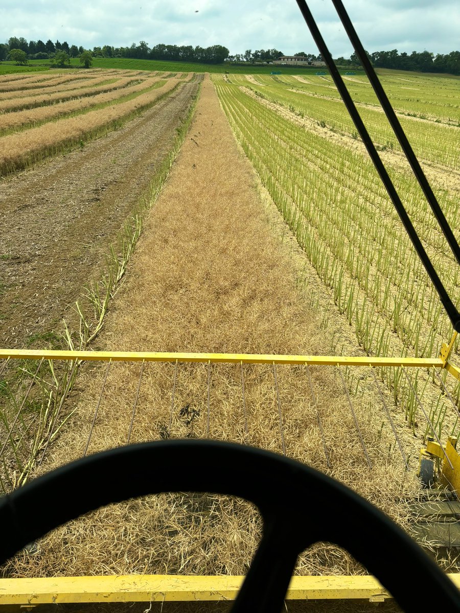 damF032's tweet image. Moisson du #colzasemence avant l’orage et prochaine pluie @semaeSudOuest @semae_officiel