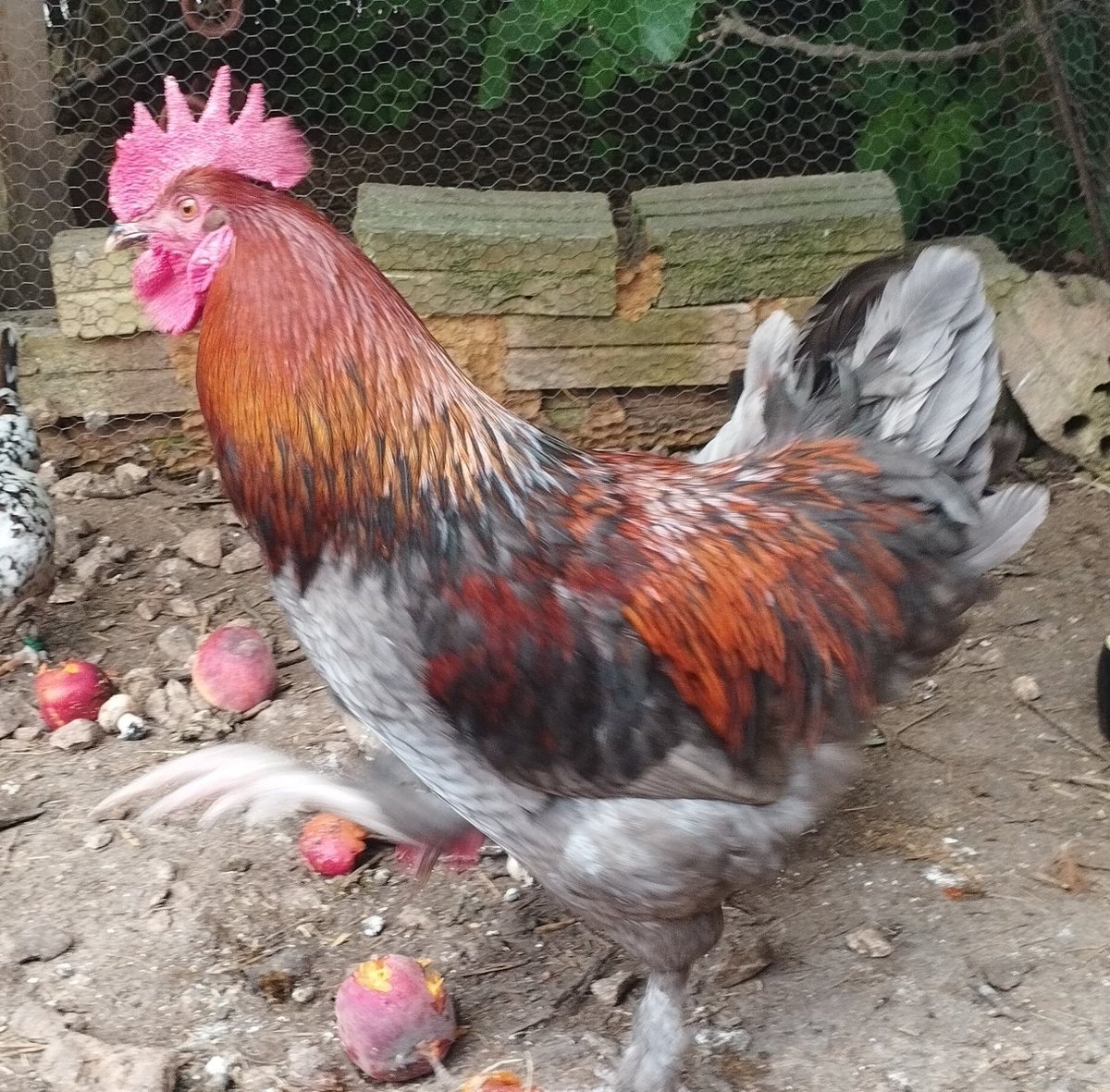 cotisserra's tweet photo. Molt a contracor, però tenim aquest individu per regalar, tenim 4 galls i els altres es toleren, aquest es baralla amb tots. Marans de menys d'un any. Bon cantaire i bon cuidador de gallines. Guapo guapo. https://t.co/6EFsfeljtw