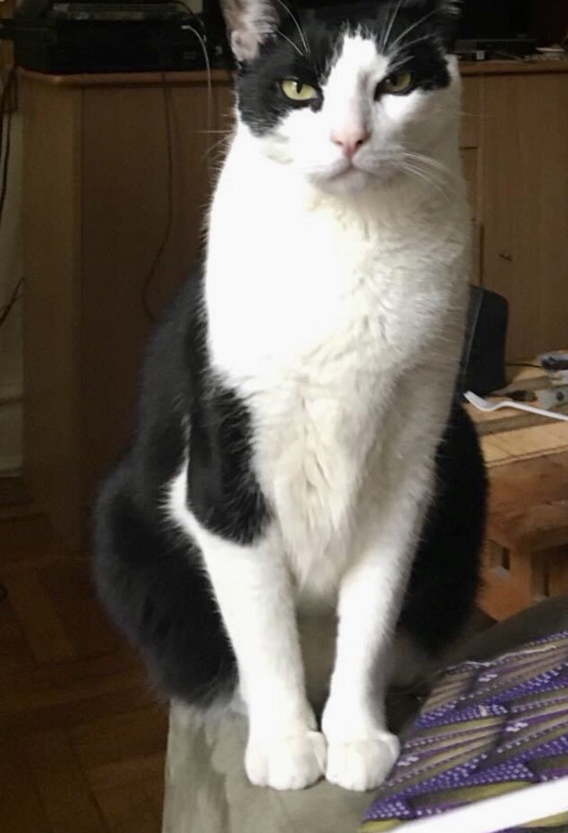 nirahymanwrites's tweet photo. May you carry yourself with as much dignity as this gorgeous cat did. #myHarry #HarrisonoftheBushwickGarages https://t.co/5jDFh1V7Nn