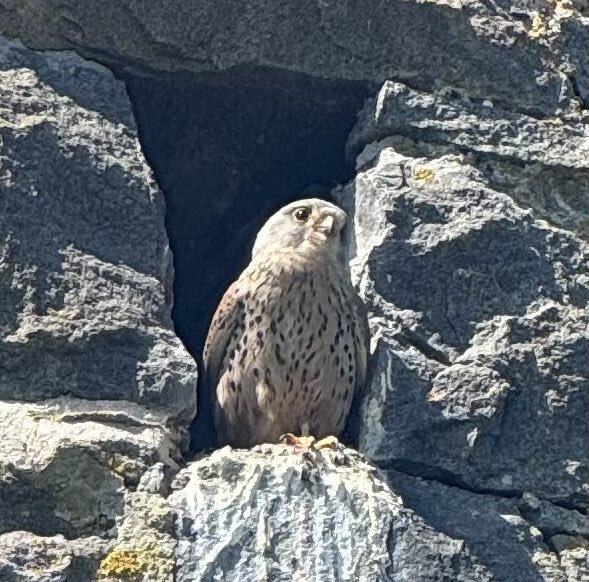 HimsworthM's tweet photo. @VisitGuernsey What a beautiful Island! Enjoyed watching this family of Kestrels up close! https://t.co/UBLhKfLQZL
