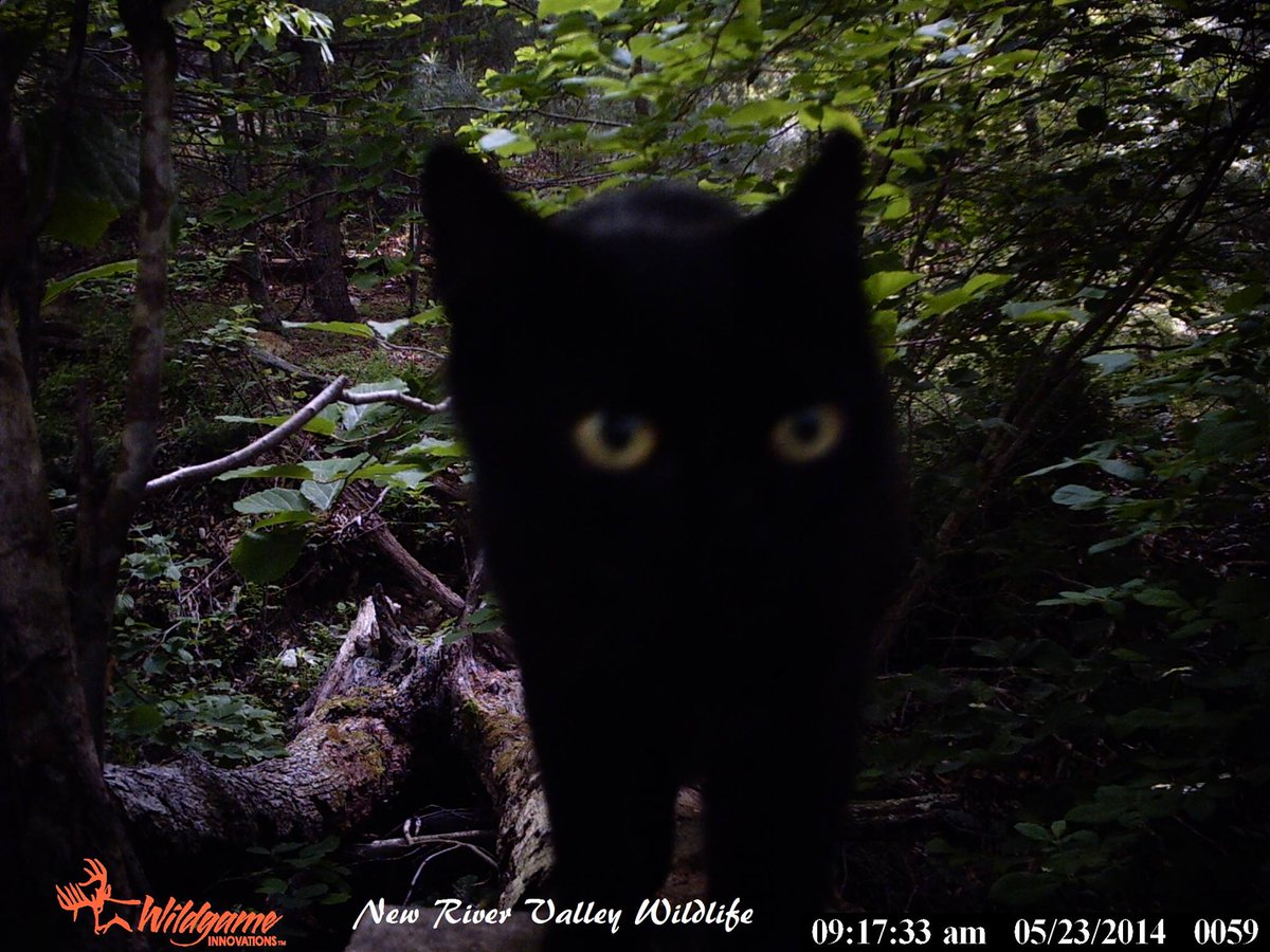 trailcam (@trail_cams) on Twitter photo 
